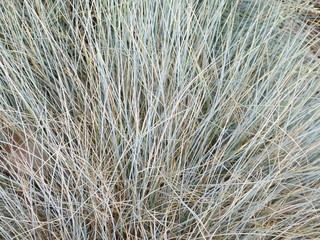 Silbergras Corynephorus canescens blau grün braun