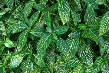 bush of Sanchezia speciosa Leonard leaf