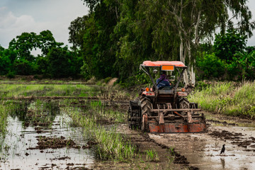 Thai farmer plowing the land before rice farming season.
