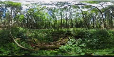 Gordijnen 360 degrees spherical panorama of a beautiful european forest in the summer with blue sky © Riko Best