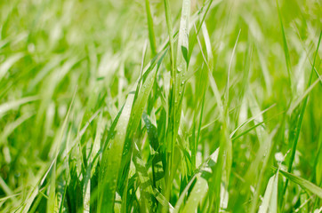 Fototapeta na wymiar Fresh green grass after the rain