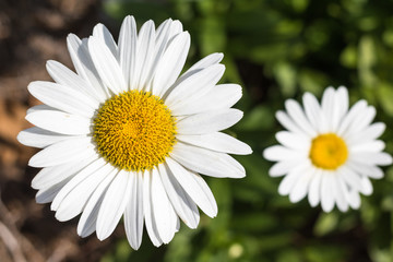 Obraz premium Horizontal closeup photo of two white and yellow daisies with one in focus and one out of focus