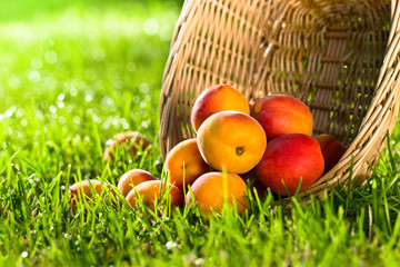 Basket with fresh juicy apricots on a green grass .