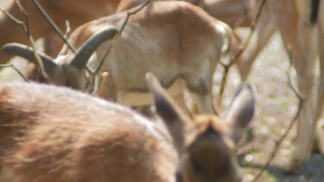 Hirsche mit jungen und wilde Ziege