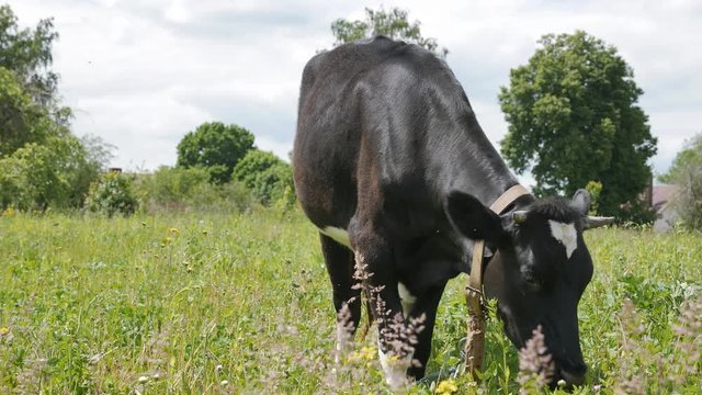 Black and white cow, bull, grazing in a green field.