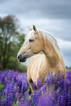 Vertical portrait of a Palomino horse among lupine flowers. 