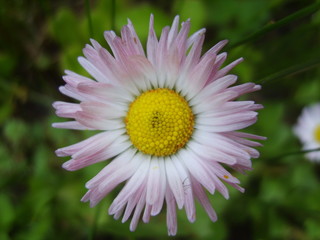 Pink daisy
