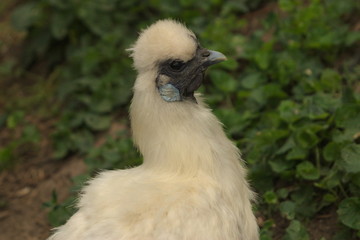 Fototapeta premium white chicken