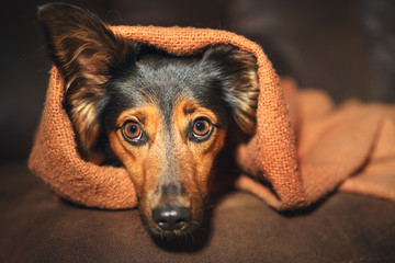 Small black and brown dog hiding under orange blanket on couch looking scared worried alert frightened afraid wide-eyed uncertain anxious uneasy distressed nervous tense - 159644809