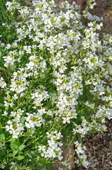 The flowers of Arabis in the garden