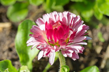 Pink Daisy (lat. Bellis perennis) closeup