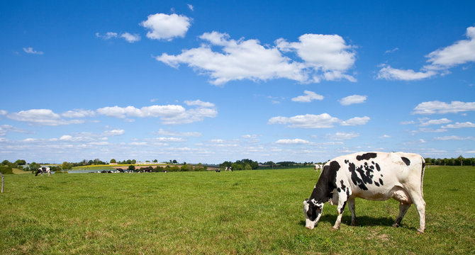 Vache Prim'Holstein en campagne