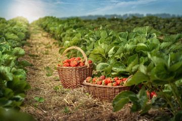 Baskets of fresh strawberries