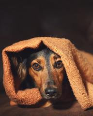 Small black and brown dog hiding under orange blanket on couch looking scared worried alert frightened afraid wide-eyed uncertain anxious uneasy distressed nervous tense - 159645052