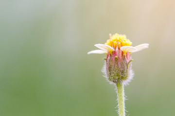 yellow grass flowers 