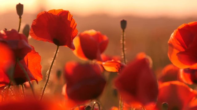 Astonishing view on a red poppy field covered with hundreds of beautiful flowers under the rays of a splendid sunrirse in Ukraine in summer.The slight wind waves the flowers in an amazing way