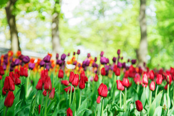 Amazing blooming tulips in the spring city park.