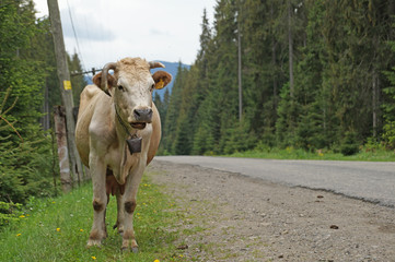 Cows graze on the mountain pastures of the Ukrainian Carpathians
