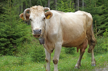 Cows graze on the mountain pastures of the Ukrainian Carpathians