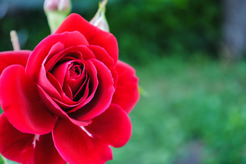 Tender red rose