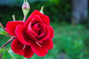 Tender red rose