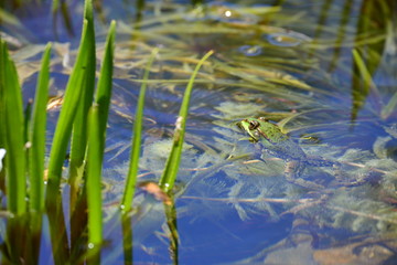 Frosch im Gartenteich