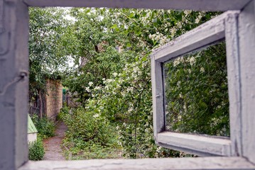 Открытая деревянная форточка во двор с цветущим кустом и тропинкой