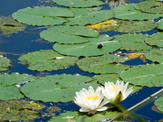 close up on waterlilys on a lake