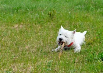 Naklejka na ściany i meble West highland white terrier playing with the stick on the green grass. Summertime.