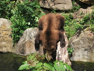 Bär beim trinken