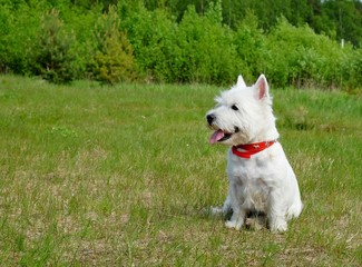 West highland white terrier in the grass. Summertime.