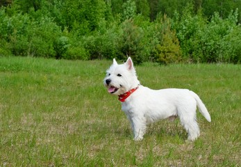 West highland white terrier in the grass. Summertime.