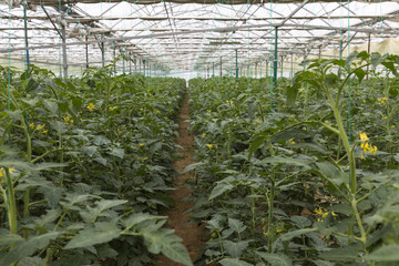 Rows of tomato plants growing inside in a industrial greenhouse