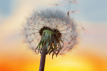 white Dandelion in the sky with the sun