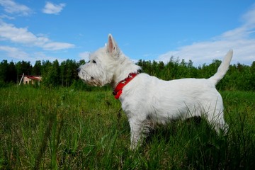 West highland white terrier on the green grass. Blue sky. Summertime.