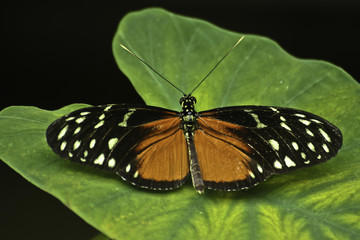 Adult Tiger Longwing, Heliconius hecale in Victoria, British Columbia 