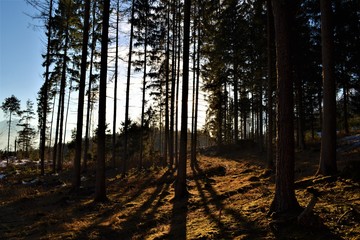 Wald in Österreich