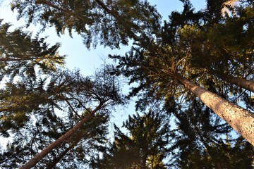 Fototapeta premium Wald mit Bäumen