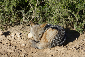 Black Backed Jackal, Addo Elephant National Park