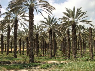Obraz na płótnie Canvas Palmenwald in Israel