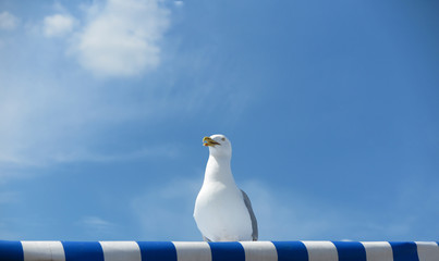 Möwe auf Dach