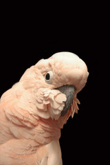Cockatoo