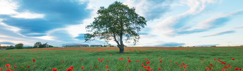 Fototapeta na wymiar Tree in a field of poppies