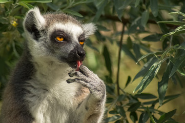 Sich alle Finger lecken