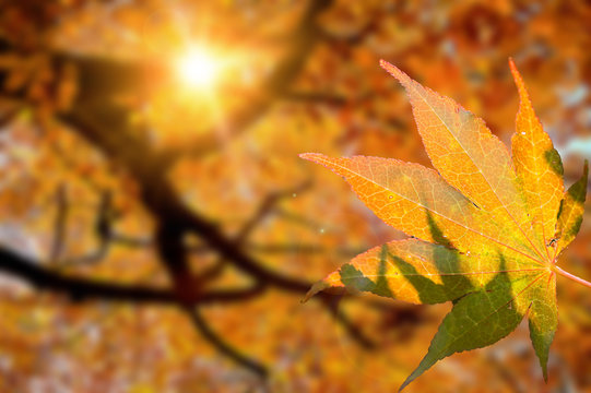 Kanadischer Amberbaum, Indian Summer leuchtend buntes Herbstlaub, Liquidambar, Farbrausch