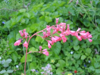 Pink bellflower