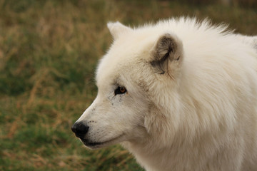 White Wolf In Wyoming