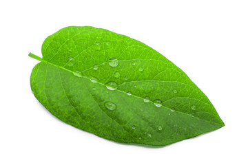 Fototapeta na wymiar green leaf with drops of water. backgound
