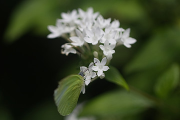 Macro view of a lily flower bunch, butterfly on top