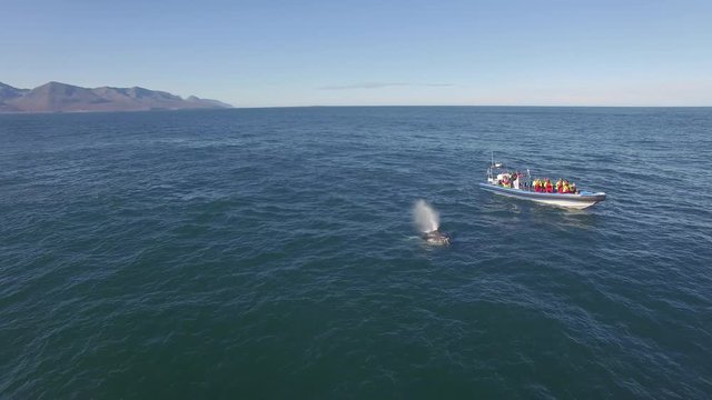 HUSAV&Iacute;K, ICELAND &ndash; SEPTEMBER 2016 : Aerial shot over whale watching boat with whale in view on a beautiful day with ocea